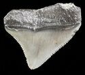 Serrated Posterior Juvenile Megalodon Tooth #45831-1